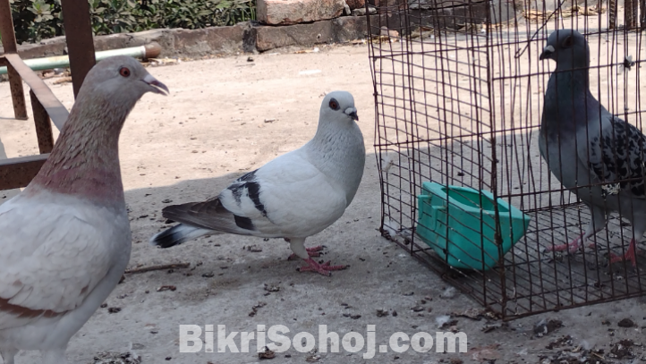 দামাছিন নর